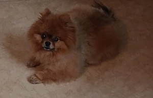 Pomeranian Zwergspitzdame in liebevolle Hände abzugeben