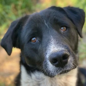 Sora, geb. ca 03 2025, lebt in GRIECHENLAND, auf einer privaten Pflegestelle