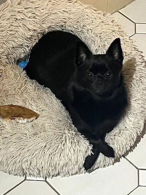 Freundlicher Pomchi Rüde sucht liebevolles Heim 