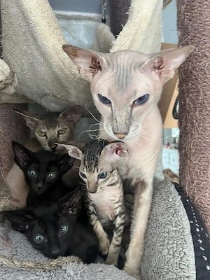 OKH & Peterbald orientalisch kurzhaar Kitten 