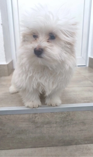 Süßer Maltipoo Welpe sucht liebevolles Zuhause
