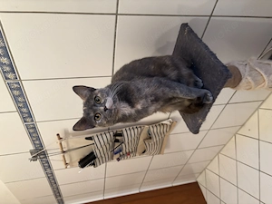 2 Katzen zu verschenken,Mutter und Tochter,gemischt mit britischen kurzen Haaren 