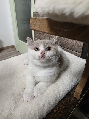 Reinrassige BKH Katze (Eltern mit Stammbaum)