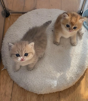 Reinrassige BKH Kitten 