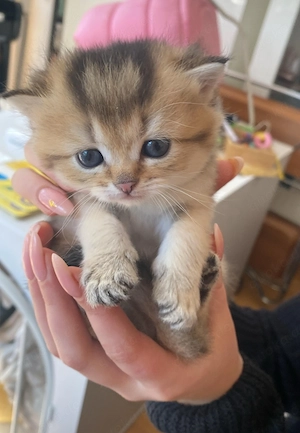 Reinrassige BKH Kitten  Bild 5