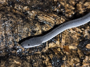 Xenodermus Javanicus (Drachenschlange)