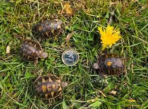 griechische Landschildkröten (Thh), Westrasse
