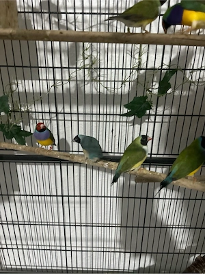 Gouldamadinen 9 Stück 