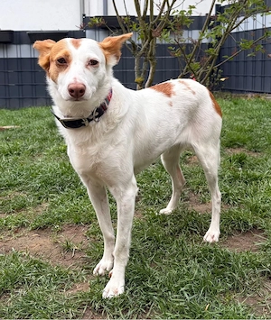 Liebevolle Hundin Mola sucht