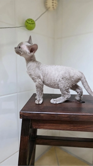 Mauwyn Devon Rex Kitten Lilac boutique raised