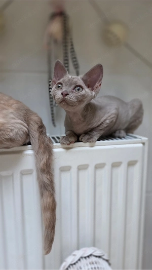 Mauwyn Devon Rex Kitten Lilac boutique raised Bild 2