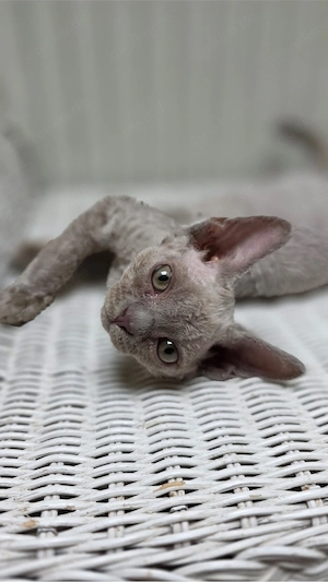 Mauwyn Devon Rex Kitten Lilac boutique raised Bild 3