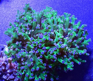 Diverse Euphyllias und andere Ableger, Meerwasser, Salzwasse, Aquarium