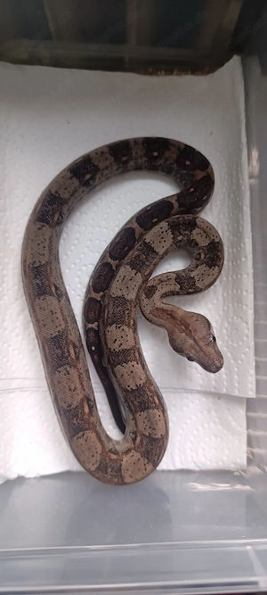 Boa constrictor imperator 2025