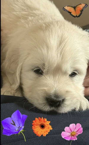 Excellente Golden Retriever Welpen sind geboren 