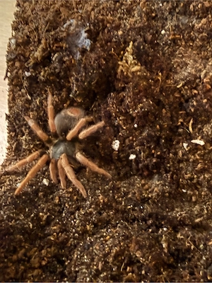 verschiedene Vogelspinnen 