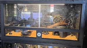 Terrarium ausgebaut inklusive einrichtung