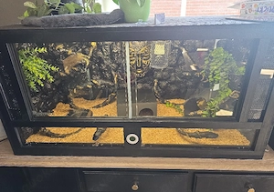 Terrarium ausgebaut mit Inneneinrichtung 