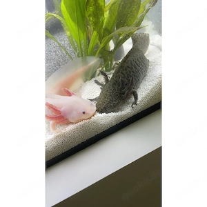 2 Axolotl weibchen zu verkaufen 