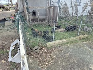 Kleine Racker suchen ihr Zuhause