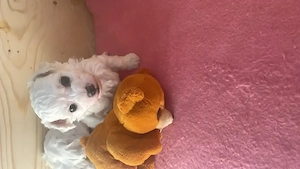 Bichon frise -Welpen aus kontrolliert Zucht  Bild 2