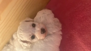 Bichon frise -Welpen aus kontrolliert Zucht  Bild 3