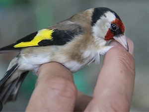 Stieglitz Europäsche Männchen 