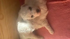 Bichon frise -Welpen aus kontrolliert Zucht  Bild 4