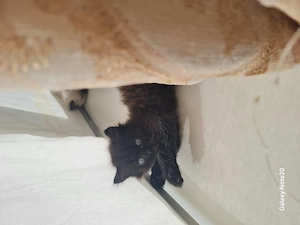 Weibliche Katze zur Adoption, schwarz  Bild 2