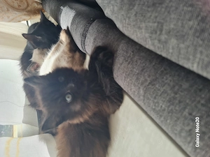 Weibliche Katze zur Adoption, schwarz  Bild 3