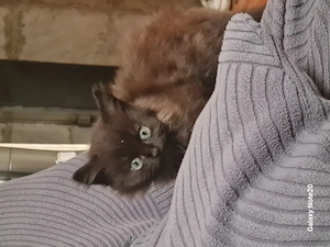 Weibliche Katze zur Adoption, schwarz 