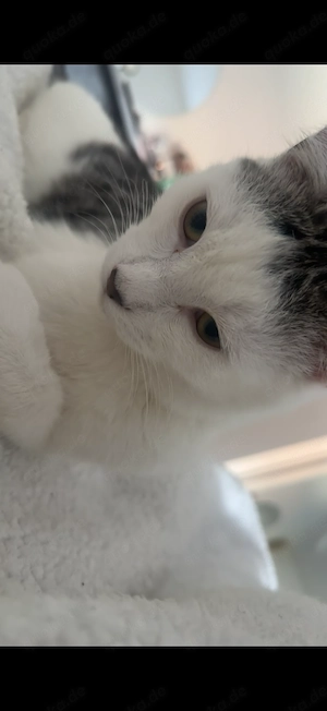 EKH Kater 6 Monate alt. Gesund, geimpft und entwurmt 