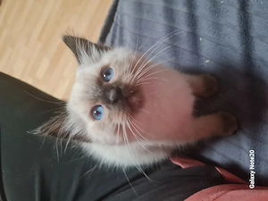 weißer Kater zur Adoption 