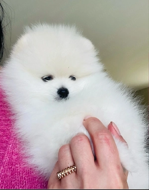 Wunderschöne Pomeranian-Welpen zur Adoption