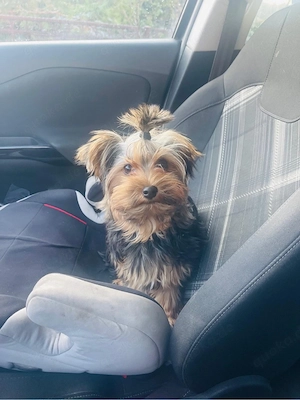 Mini Yorki 