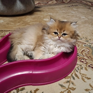 Goldene BKH & BLH Kitten