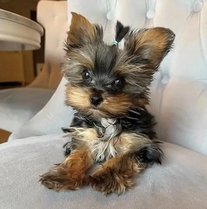 Superniedliche Malteserwelpen im Miniaturformat