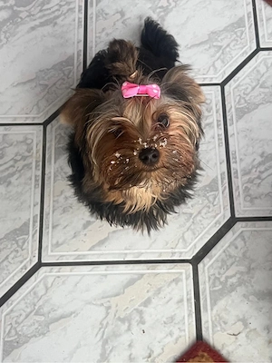 Mini Yorki 