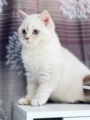 Weißer BKH Kitte mit blauen Augen schöne Fellzeichnung