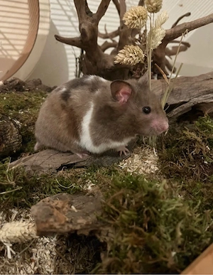 Goldhamster  (suche)