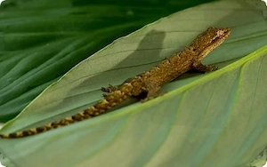 suche Jungferngeckos