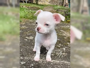 Chihuahua Rüde sucht liebevolles Zuhause