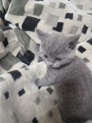 BKH katze zu verkaufen  Bild 5