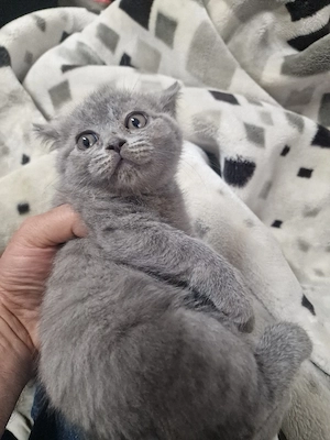 BKH katze zu verkaufen  Bild 4