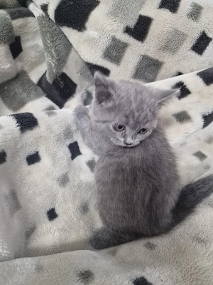 BKH katze zu verkaufen  Bild 2