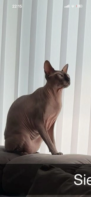 Kanadischer Sphynz sucht ein neues Zuhause 