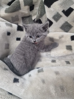 BKH katze zu verkaufen  Bild 3