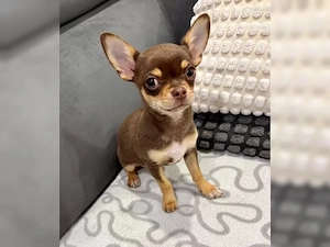 Reinrassige Chihuahua Welpen