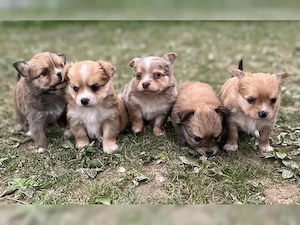 Süße Chihuahua-Welpen   Liebevoll, loyal und voller Persönlichkeit