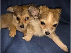 Liebevoll aufgezogene Chihuahua-Welpen suchen ein neues Zuhause